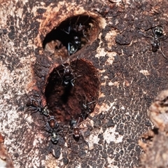 Unverified Ant (Hymenoptera, Formicidae) at Belconnen, ACT - 21 May 2025 by AlisonMilton