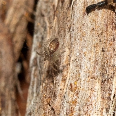 Unverified Jumping or peacock spider (Salticidae) at Belconnen, ACT - 21 May 2025 by AlisonMilton