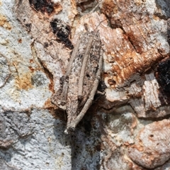 Trigonocyttara clandestina (Less-stick Case Moth) at Isabella Plains, ACT - 30 May 2025 by AlisonMilton