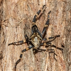 Amorbus (genus) (Eucalyptus Tip bug) at Belconnen, ACT - 21 May 2025 by AlisonMilton