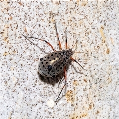 Tuberolachnus salignus (Giant willow aphid) at Belconnen, ACT - 21 May 2025 by AlisonMilton