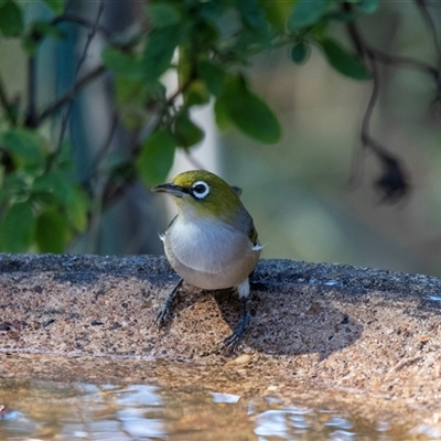 Zosterops lateralis (Silvereye) at Higgins, ACT - 12 Apr 2025 by AlisonMilton