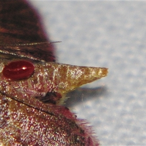 Unverified Mite and Tick (Acarina) at Weerriba, QLD - 19 Oct 2008 by PJH123