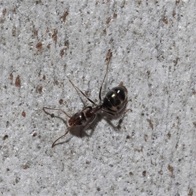 Unverified Ant (Hymenoptera, Formicidae) at Isabella Plains, ACT - 30 May 2025 by AlisonMilton