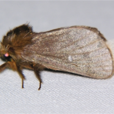 Ochrogaster lunifer (Bag-shelter moth) at Weerriba, QLD - 18 Oct 2008 by PJH123