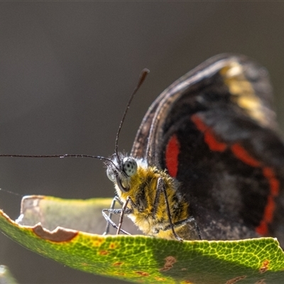 Delias nigrina (Black Jezebel) at Camden Head, NSW - Today by rawshorty