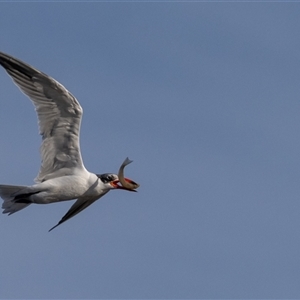 Hydroprogne caspia (Caspian Tern) at Lake Cathie, NSW - 16 Jun 2025 by rawshorty