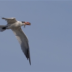 Hydroprogne caspia at Lake Cathie, NSW - 16 Jun 2025 09:18 AM