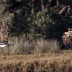 Pandion haliaetus at Lake Cathie, NSW - suppressed