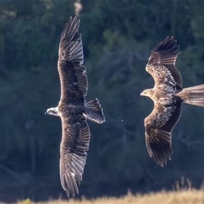 Haliastur sphenurus (Whistling Kite) at Lake Cathie, NSW - 12 Jun 2025 by rawshorty