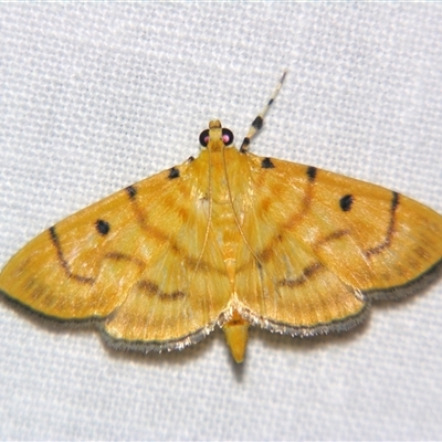 Orthospila orissusalis (A Crambid moth (Spilomelinae) at Weerriba, QLD - 18 Oct 2008 by PJH123
