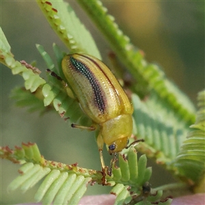 Calomela juncta (Leaf beetle) at Bellmount Forest, NSW - 2 Mar 2025 by ConBoekel