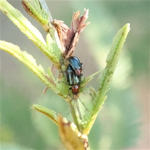 Adoxia sp. (genus) at Bellmount Forest, NSW - 2 Mar 2025 by ConBoekel