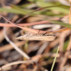 Faveria tritalis (Couchgrass Webworm) at Bellmount Forest, NSW - 2 Mar 2025 by ConBoekel