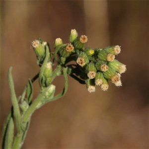 Erigeron sp. (Fleabanes) at Bellmount Forest, NSW - 2 Mar 2025 by ConBoekel