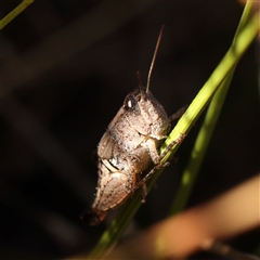 Phaulacridium vittatum (Wingless Grasshopper) at Bellmount Forest, NSW - 2 Mar 2025 by ConBoekel