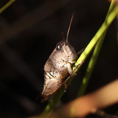Phaulacridium vittatum (Wingless Grasshopper) at Bellmount Forest, NSW - 2 Mar 2025 by ConBoekel