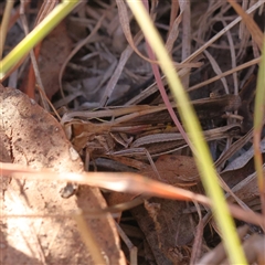 Schizobothrus flavovittatus (Disappearing Grasshopper) at Bellmount Forest, NSW - 2 Mar 2025 by ConBoekel