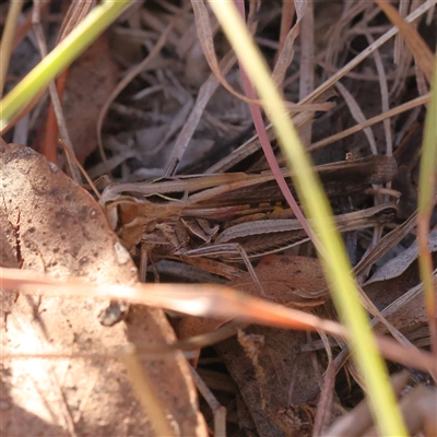 Schizobothrus flavovittatus (Disappearing Grasshopper) at Bellmount Forest, NSW - 2 Mar 2025 by ConBoekel
