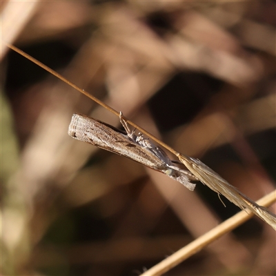 Culladia cuneiferellus (Crambinae moth) at Bellmount Forest, NSW - 2 Mar 2025 by ConBoekel