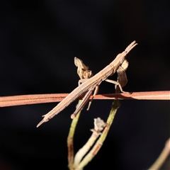 Keyacris scurra (Key's Matchstick Grasshopper) at Bellmount Forest, NSW - 2 Mar 2025 by ConBoekel