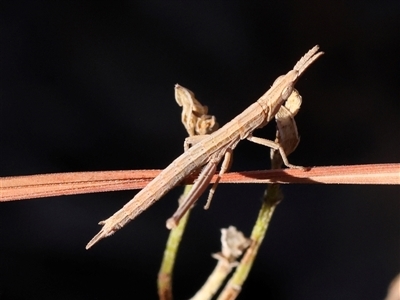 Keyacris scurra (Key's Matchstick Grasshopper) at Bellmount Forest, NSW - 2 Mar 2025 by ConBoekel