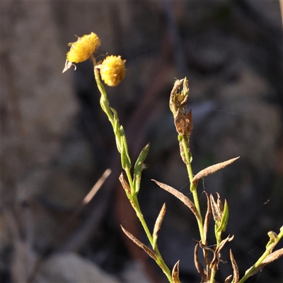 Chrysocephalum apiculatum at Bellmount Forest, NSW - 2 Mar 2025 by ConBoekel