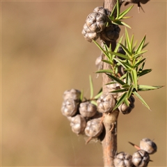 Leptospermum continentale (Prickly Teatree) at Bellmount Forest, NSW - 2 Mar 2025 by ConBoekel
