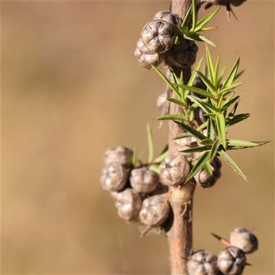 Leptospermum continentale (Prickly Teatree) at Bellmount Forest, NSW - 2 Mar 2025 by ConBoekel