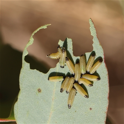 Paropsisterna cloelia (Eucalyptus variegated beetle) at Bellmount Forest, NSW - 2 Mar 2025 by ConBoekel