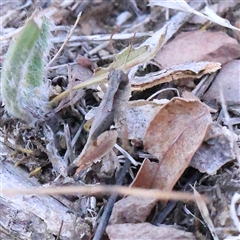 Phaulacridium vittatum (Wingless Grasshopper) at Bellmount Forest, NSW - 2 Mar 2025 by ConBoekel