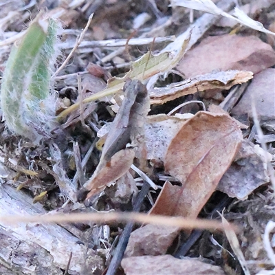 Phaulacridium vittatum (Wingless Grasshopper) at Bellmount Forest, NSW - 2 Mar 2025 by ConBoekel
