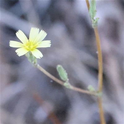 Lactuca serriola (Prickly Lettuce) at Bellmount Forest, NSW - 2 Mar 2025 by ConBoekel
