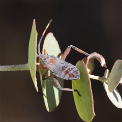 Amorbus (genus) (Eucalyptus Tip bug) at Bellmount Forest, NSW - 2 Mar 2025 by ConBoekel
