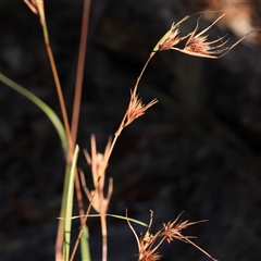 Themeda triandra (Kangaroo Grass) at Bellmount Forest, NSW - 2 Mar 2025 by ConBoekel