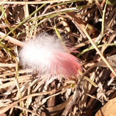 Eolophus roseicapilla (Galah) at Bellmount Forest, NSW - 2 Mar 2025 by ConBoekel