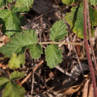 Rubus parvifolius (Native Raspberry) at Bellmount Forest, NSW - 2 Mar 2025 by ConBoekel