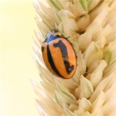 Micraspis frenata (Striped Ladybird) at Bellmount Forest, NSW - 2 Mar 2025 by ConBoekel