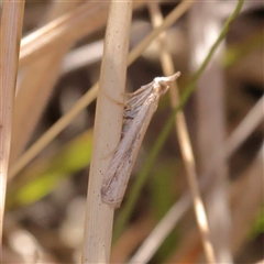 Faveria tritalis (Couchgrass Webworm) at Bellmount Forest, NSW - 2 Mar 2025 by ConBoekel
