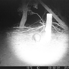 Vombatus ursinus (Common wombat, Bare-nosed Wombat) at Crowther, NSW - 21 May 2025 by Frecko