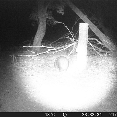 Vombatus ursinus (Common wombat, Bare-nosed Wombat) at Crowther, NSW - 21 May 2025 by Frecko