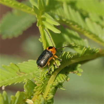 Aporocera (Aporocera) consors (A leaf beetle) at Bellmount Forest, NSW - 2 Mar 2025 by ConBoekel