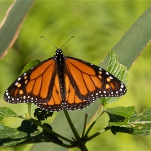 Danaus plexippus (Monarch) at Port Macquarie, NSW - 14 Jun 2025 by rawshorty