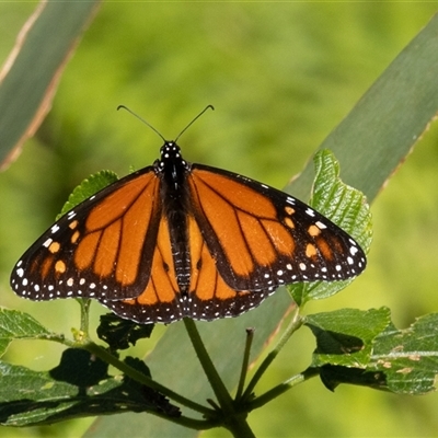 Danaus plexippus (Monarch) at Port Macquarie, NSW - 14 Jun 2025 by rawshorty
