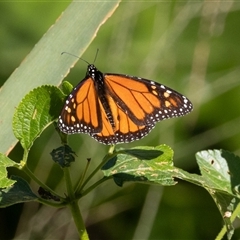 Danaus plexippus at Port Macquarie, NSW - 14 Jun 2025 11:03 AM