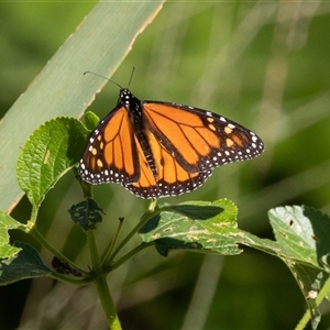 Danaus plexippus at Port Macquarie, NSW - 14 Jun 2025 11:03 AM