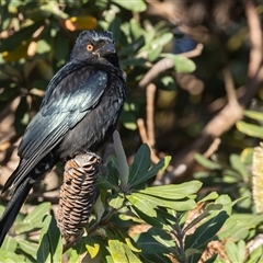 Dicrurus bracteatus (Spangled Drongo) at Camden Head, NSW - 15 Jun 2025 by rawshorty