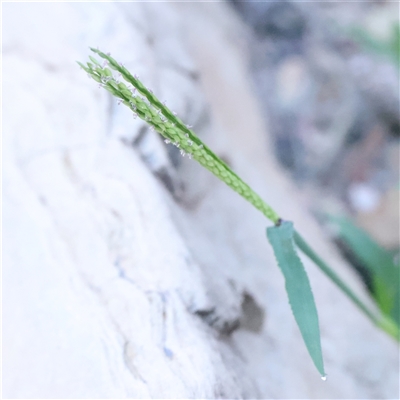 Unverified Grass at Bellmount Forest, NSW - 2 Mar 2025 by ConBoekel