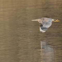 Butorides striata (Striated Heron) at Lake Cathie, NSW - Yesterday by rawshorty