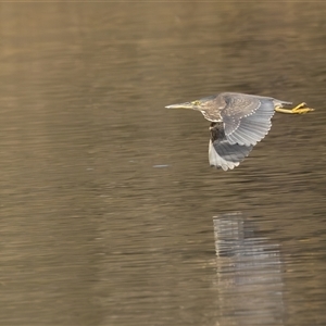 Butorides striata (Striated Heron) at Lake Cathie, NSW - Yesterday by rawshorty